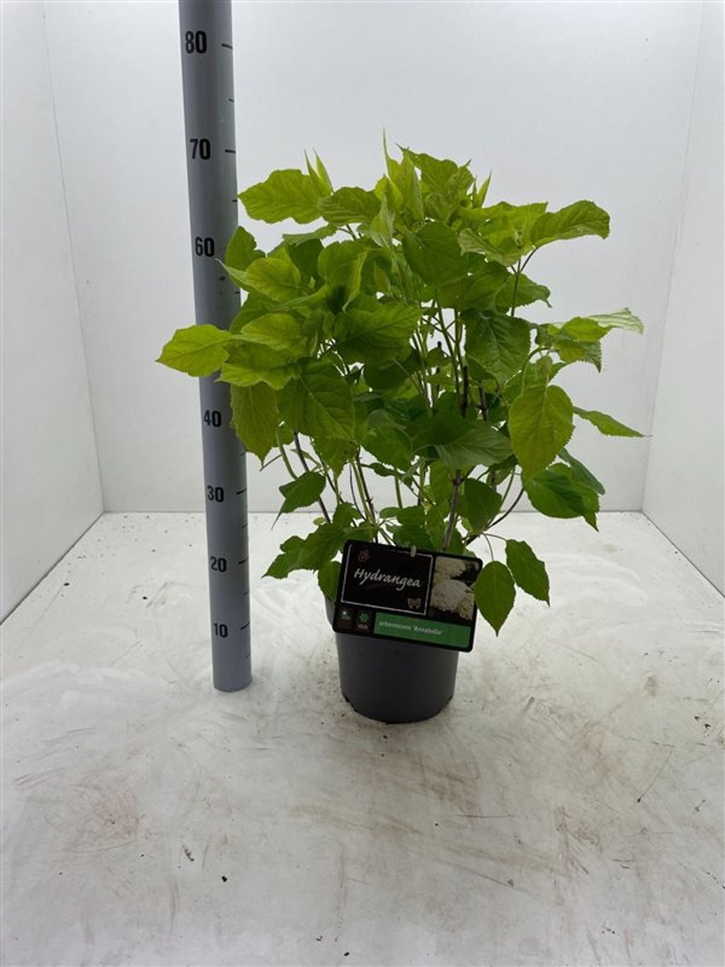 Hydrangea a. 'Annabelle' - C4